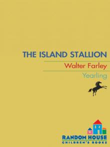 The Island Stallion