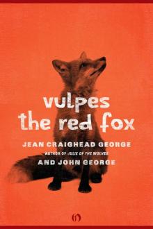 Vulpes, the Red Fox