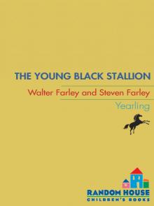 The Young Black Stallion