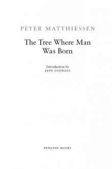 The Tree Where Man Was Born