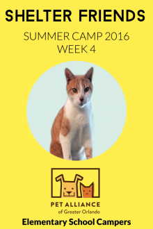 Shelter Friends Summer Camp 2016:  Week 4