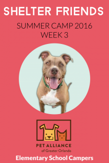 Shelter Friends Summer Camp 2016:  Week 3