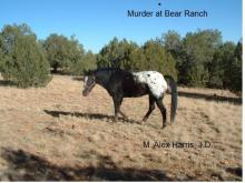 Murder at Bear Ranch