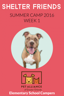 Shelter Friends Summer Camp 2016:  Week 1